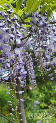 Вистерия/ глициния, снимка 7 - Градински цветя и растения - 51414363