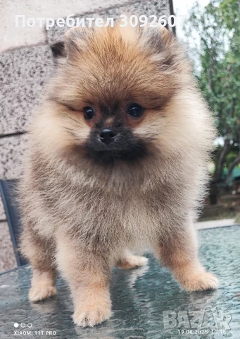 Померан момче , снимка 1