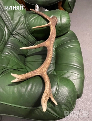 Рог елен 1, снимка 3 - Други ценни предмети - 53857282