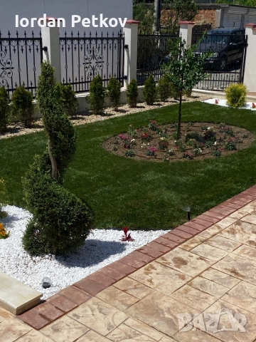 Тревен чим , снимка 4 - Градински цветя и растения - 51528828