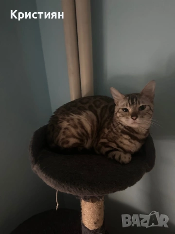 Бенгалска котка момиче, снимка 5 - Бенгалски - 53664599