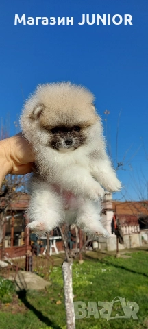 мини момиче, снимка 2 - Померан - 52743506