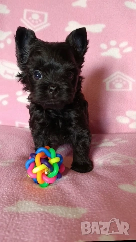 Мини Йоркширски териер момче, снимка 3 - Йоркширски териер - 53621869