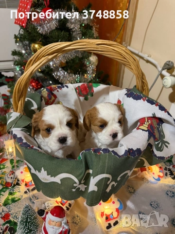 Малки кученца порода Кавалер Кинг Чарлз Шпаньол , снимка 6 - Кавалер кинг чарлз шпаньол - 53019640
