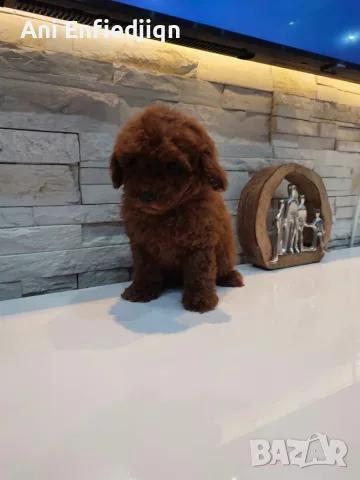 Пудел Той/Poodle Toy, снимка 7 - Пудели - 56294986