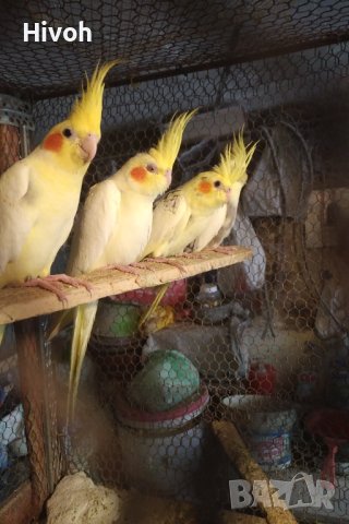 Папагали Корели млади 2025, снимка 4 - Папагали - 41400944