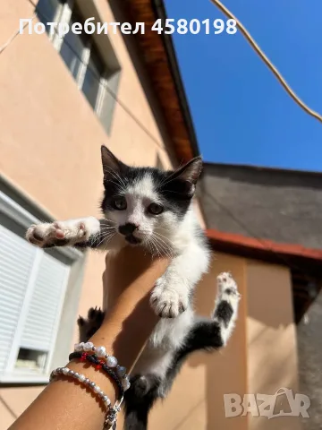 Подарявам пет малки котенца!, снимка 4 - Други - 56167750