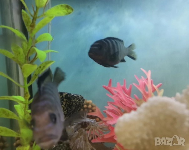 Африкански цихлиди - Псевдотрофеус Демасони, снимка 2 - Рибки - 51556769