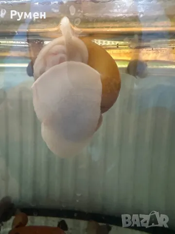 продавам охлюви ампулария , снимка 2 - Рибки - 47156228