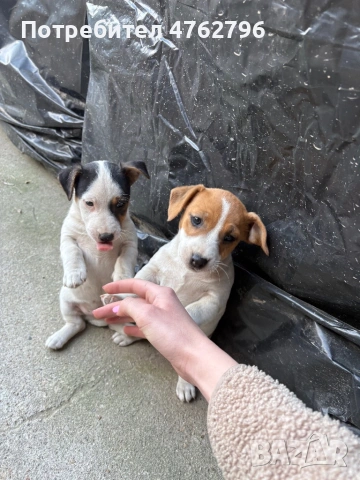 Чистокръвен Джак Ръсел