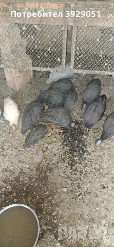 Продавам токачки млади , снимка 2 - Кокошки и пуйки - 53069513