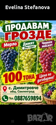 Продавам грозде мерло , димят , червен мискет