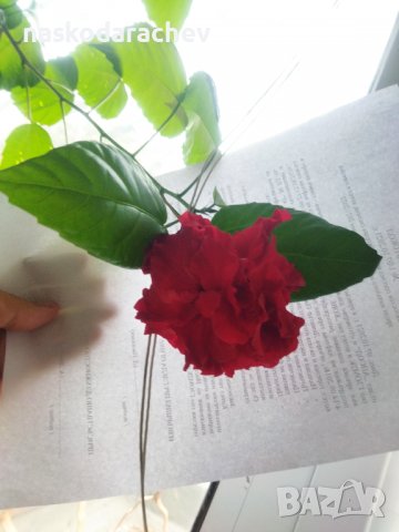 Китайска роза цвят червен пълен кичест , снимка 9 - Стайни растения - 39052746