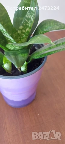 Сансевиери различни и спатифилум , снимка 9 - Стайни растения - 35698631