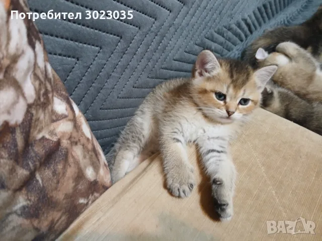 британска сребарна чинчила оргинал 250 евро, снимка 14 - Британска късокосместа - 56123967