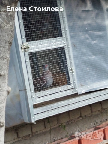 Гугутки и гълъби , снимка 4 - Гълъби - 53829038