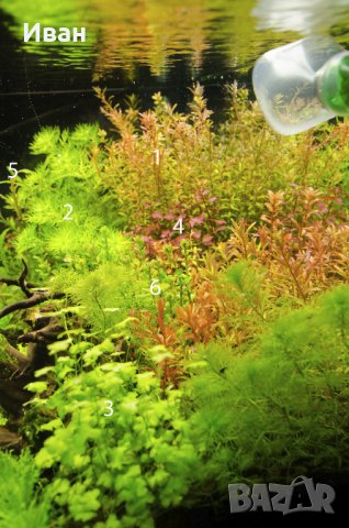 Торове за аквариумни растения, снимка 6 - Други - 40176371