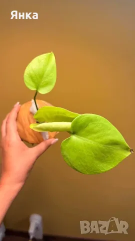Monstera Deliciosa Lime Variegata, снимка 3 - Стайни растения - 55732294