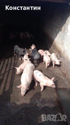 Малки прасета за угояване 