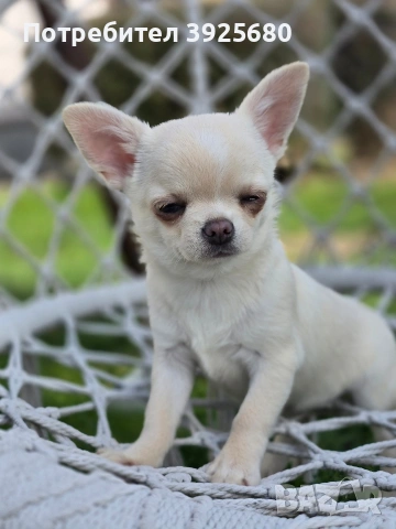 Чихуахуа, снимка 3 - Чихуахуа - 53639012