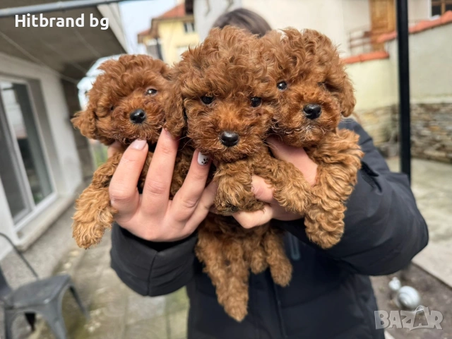 Той Пуделчета , снимка 2 - Пудели - 53353405