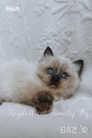 Ragdoll рагдол/регдол  котета мъжки, снимка 8 - Други - 51000590