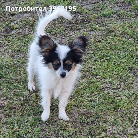 Папийон - куче пеперуда, снимка 2 - Пудели - 53730397