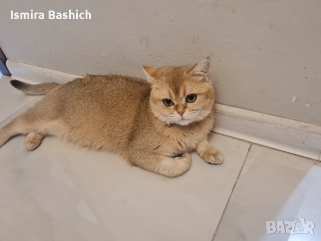 Британска златна