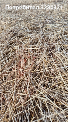 Бали ролонни Ечемик и Пшеница 2025г., снимка 5 - Коне - 52709172