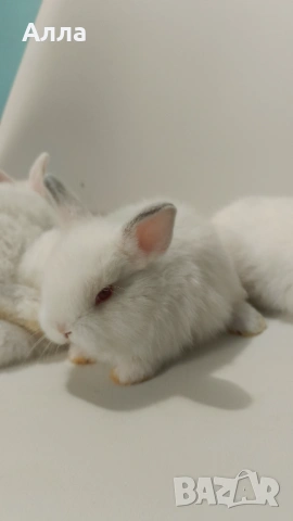 Декоративни зайчета, голландско джуджета , снимка 2 - Декоративни зайчета - 53565282