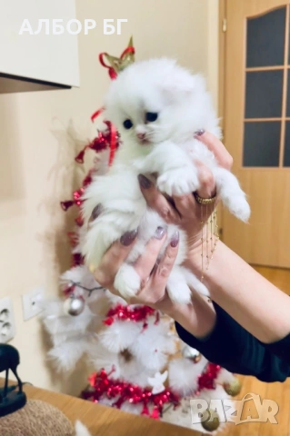 Шотландски котета