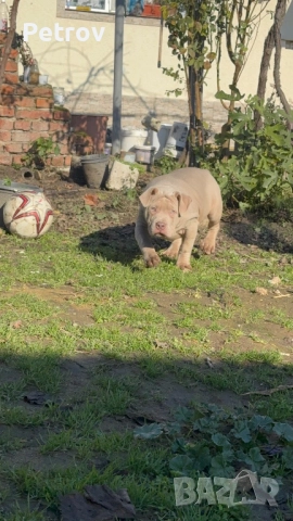 Американско були, снимка 7 - Питбул - 51911928