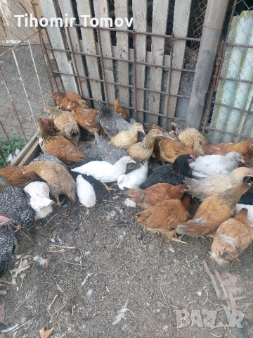 продавам ярки петлета , снимка 4 - Кокошки и пуйки - 51466732