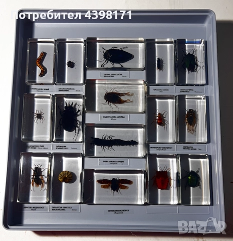 Колекция Истински буболечки, снимка 5 - Колекции - 52425118