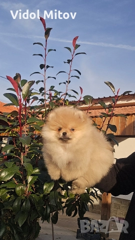 Мини Померан момиче 