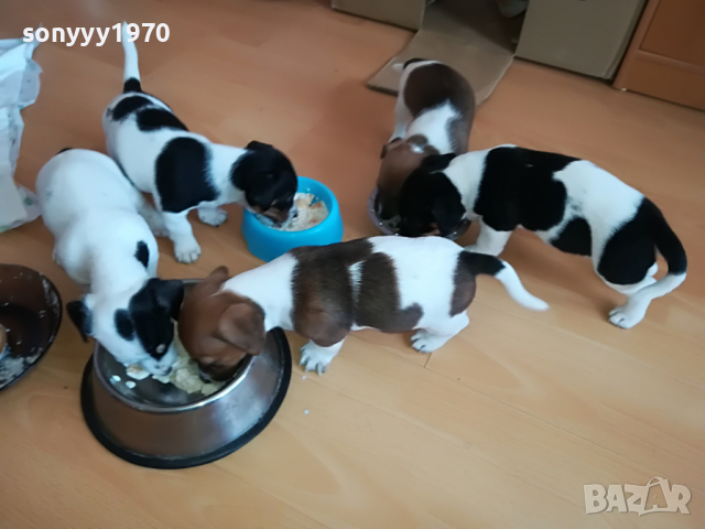 ДЖАК МЪЖКО ЖЕНСКО СЛАДКО КУЧЕНЦЕ 2903221133, снимка 13 - Джак ръсел териер - 36267106