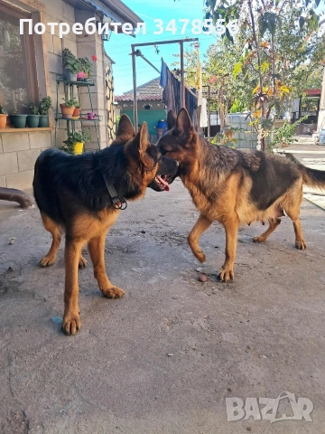 Немска овчарка , снимка 5 - Немска овчарка - 52654157