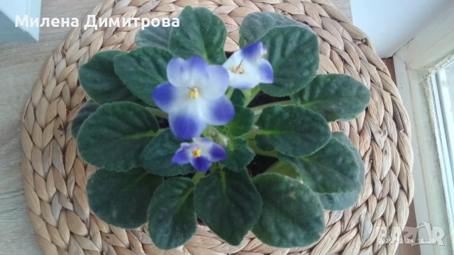 Сентполия - Африканска теменужка 