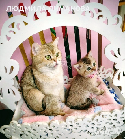 Шотландско мъжко златна чинчила. , снимка 3 - Британска късокосместа - 53707101