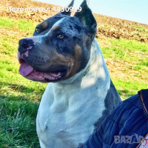 American Bully XL, снимка 14 - Американски стафордширски териер - 56359868