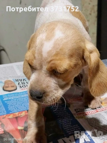 Кучета за трюфели, снимка 9 - Бретон шпаньол - 53282169