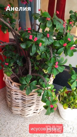 Исусов венец на 2 години развито, снимка 4 - Стайни растения - 53333151