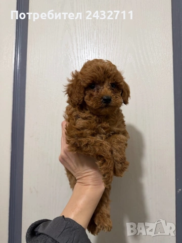 Пудел, снимка 2 - Пудели - 53724260