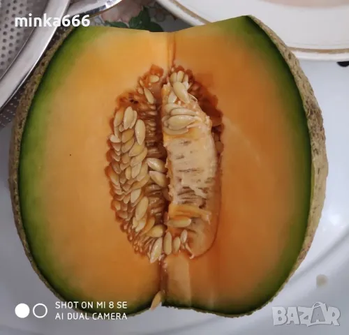 Семена за пъпеш Юбари