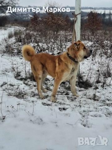 Кученца АЛАБАЙ(САО), снимка 10 - Алабай - 53439801