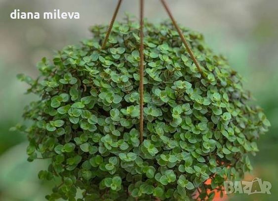 Кализия, Callisia Repens Care, снимка 1 - Стайни растения - 42265579