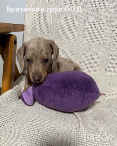 Мини Дакел, снимка 9 - Дакели - 49930212