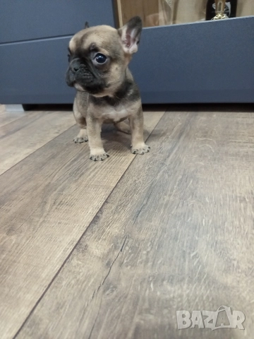 френски булдог 