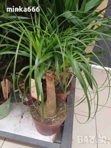 Юка Маид Трее, снимка 3 - Стайни растения - 52463731