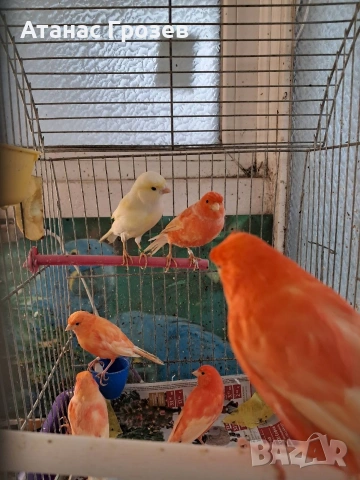 Продавам канари, снимка 5 - Канари - 53570041